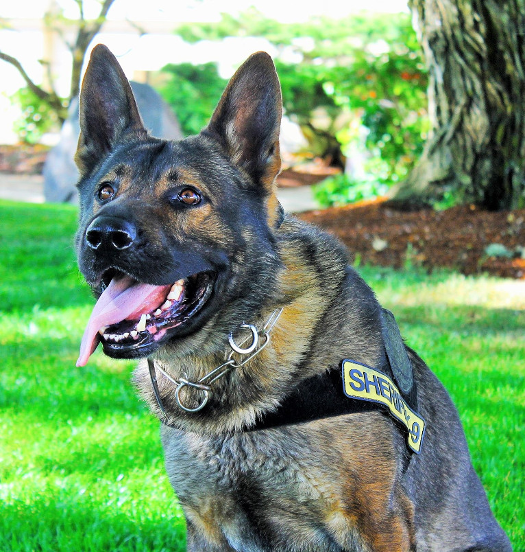 K9 Officer Grim Finds Burglar Hiding in Building | Wild Coast Compass